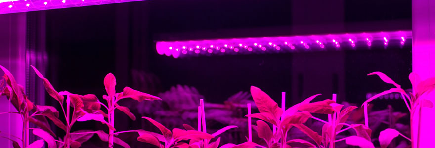 lampes LED horticoles